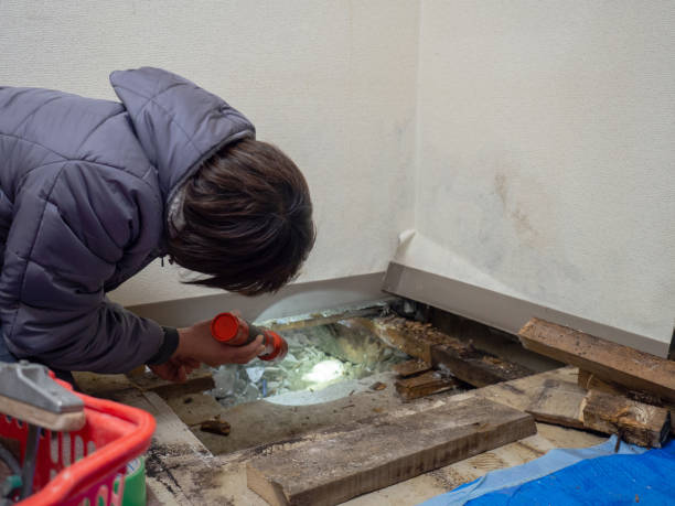 Best Mold Prevention Services  in Almont, MI